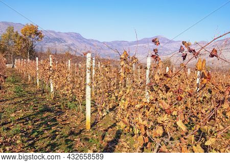 Autumn Vineyard. Beautuful Sunny Autumn Landscape Near Shkoder City, Albania