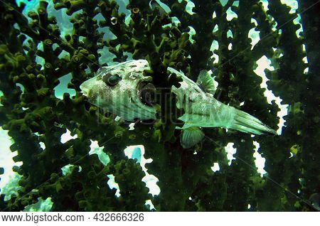 Smooth Puffer Fish (lagocephalus Laevigatus) Swims In The Filipino Sea January 9, 2012