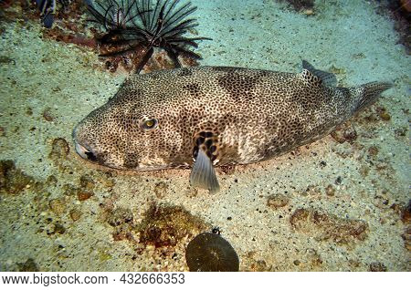 Stellate Puffer Fish (arothron Stellatus) Swims In The Filipino Sea December 25, 2011