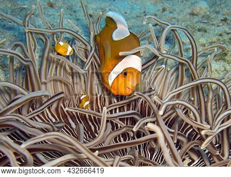 Clown Fish (amphiprion Percula) In An Anemone In The Filipino Sea January 13, 2012