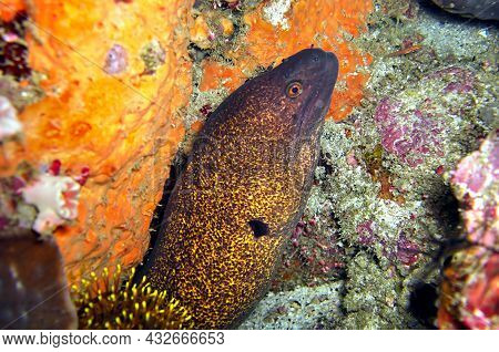 Yellow Edged Moray Eel (gymnothorax Flavimarginatus) Is Protruding From Behind A Rock In The Filipin