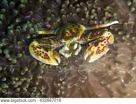 Spotted Porcelain Crab (neopetrolisthes Maculatus) In An Anemone In The Filipino Sea December 21, 20