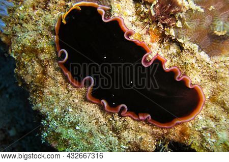 Black Platworm (platyhelminthes) On The Ground In The Filipino Sea January 18, 2012