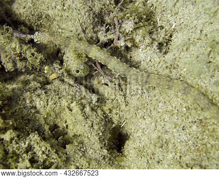 Pipefish (doryrhamphus) On The Bottom In The Filipino Sea January 9, 2012