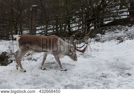 The View Of A Reindeer Or Caribou In Swedish Nature Park Skansen, Stockholm, Sweden.