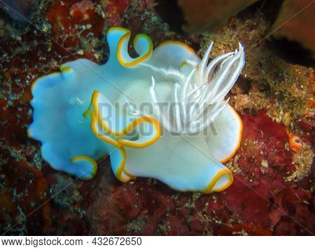 Nudibranch Or Seaslug (ardeadoris Egretta) On The Ground In The Filipino Sea 16.10.2011