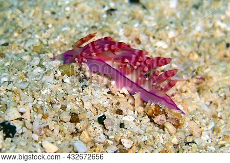 Nudibranch Or Seaslug (flabellina Rubrolineata) On The Ground In The Filipino Sea 4.12.2011