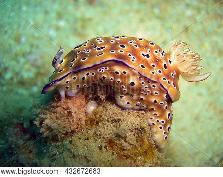 Nudibranch Or Seaslug (chromodoris Kunei) On The Ground In The Filipino Sea 24.10.2011