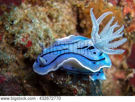 Nudibranch Or Seaslug (chromodoris Willani) On The Ground In The Filipino Sea 14.1.2012