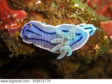 Nudibranch Or Seaslug (chromodoris Willani) On The Ground In The Filipino Sea 5.2.2012