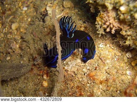 Nudibranch Or Seaslug (tambja Morosa) On The Ground In The Filipino Sea 6.1.2012