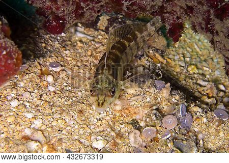 Goby Fish (amblygobius) Swims In The Filipino Sea 24.10.2011