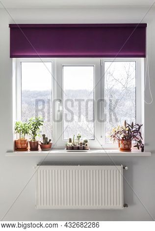 Window With Purple Roller Blind And Home Plants In Flowerpots On The Windowsill.