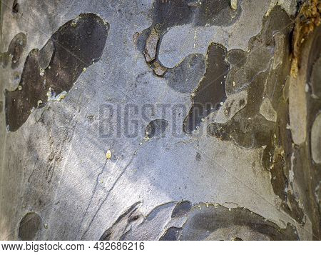 Texture Of The Trunk Of A Sycomore Or Platanous Orientalis Tree.