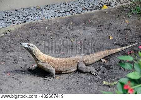 Varan On The Sand. Large Reptile In The Zoo.