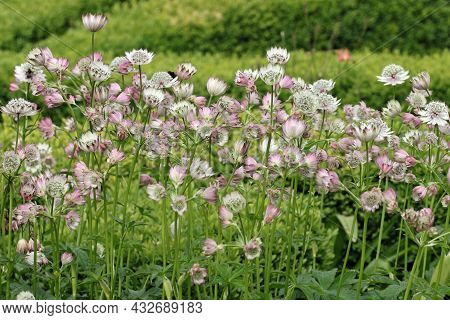 White And Pink Masterwort, Astrantia Major Unknown Variety, Flower Umbels In A Garden With White Bra