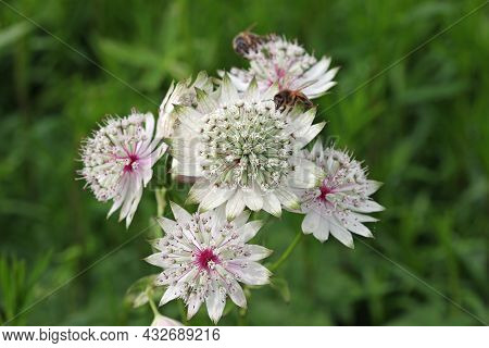 White Masterwort, Astrantia Major Unknown Variety, Flower Umbels In Close Up With White Bracteoles T
