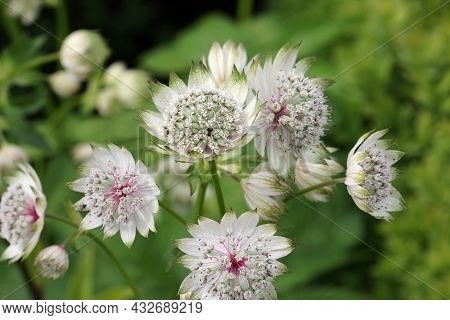 White Masterwort, Astrantia Major Unknown Variety, Flower Umbels In Close Up With White Bracteoles T