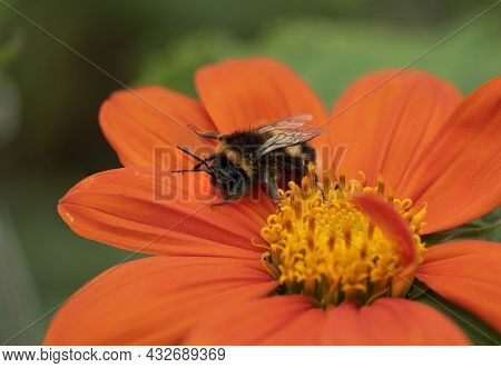 Beautiful Close Up Macro Image Of Mexican Sunflower Tithonia Rotundifolia Flower With Buff Tailed Bu