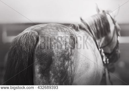 A Black-and-white Image Of A Dappled Gray Unsaddled Horse With A Fluffy Tail. Livestock. Equestrian 