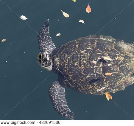 Close View Of Sea Turtle In New Caledonia