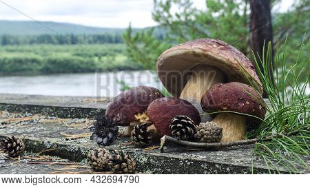 Large Mushrooms With A Brown Cap And Pine Cones On A Wooden Table Against The Background Of A Forest