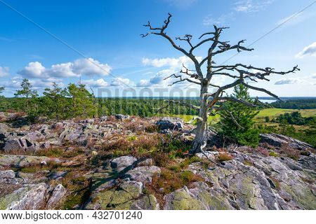 Beautiful Dead Tree In The Middle Of Segersgarde Nature Reservation In Sweden. Beautiful Summer Day 