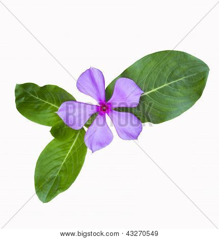 Beautiful  Flower Whit Leaf