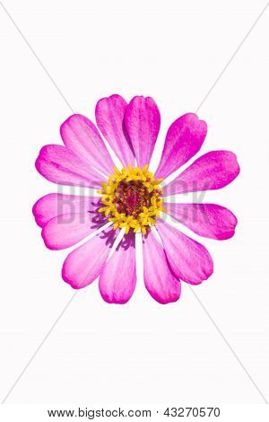Pink Zinnia Flower
