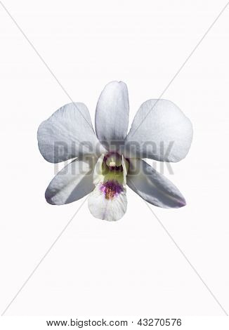 White Orchid