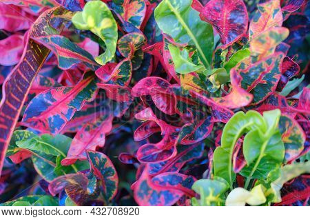 Colorful Leaves Even Without A Need For Flowers.