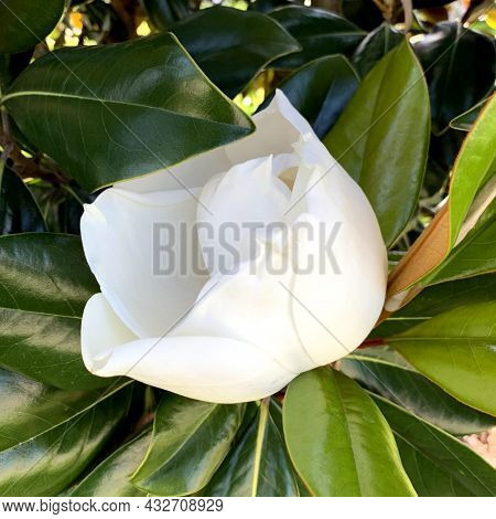 Magnolia Flower That You Can Smell A Few Feet Away. As Big As Your Fist.