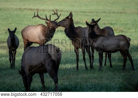 Sunlit Bull Elk Looks Over Harem In Great Smoky Mountains National Park