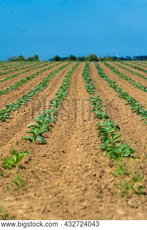 Cabbage Cultivated Fields In Bretagne In French Countryside. View Of A Green Cabbage Patch Field In 