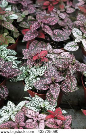 Various Colored Leaves In Polka Dot Plants