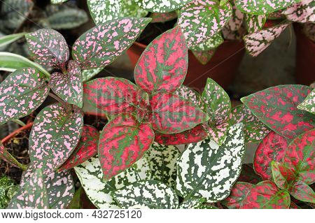Various Colored Leaves In Polka Dot Plants