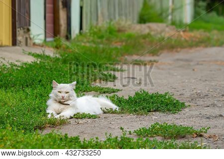 A Domestic Beautiful, Calm White Fluffy Cat With A Collar Lies Near The Fence Of The House Of Its Ya