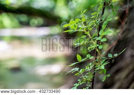 Selective Focus On The Thorns And Leaves Of A Multiflora Rose Plant, An Invasive Species In The Us