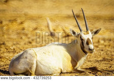 Arabian Oryx, In The Yotvata Hai-bar Nature Reserve, The Arava Desert, Southern Israel