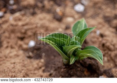 Hostas Bush In Garden. Young Hostas Sprouts With Small Variegated Leaves In Fertile Ground And Mulch