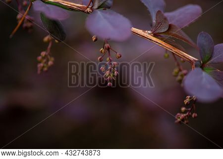 Barberry With Flowers Close-up. Macro Photo Of Barberry Sprig With Purple Leaves And Young Groups Of