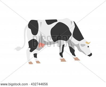 Cartoon Holstein Frisian Breed Cattle Cow For Milk, Dairy Products And Meat.