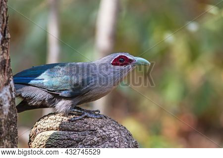 Beautiful Of Green Billed Malkoha (phaenicophaeus Tristis) Great Of Cuckoo Bird On Branch