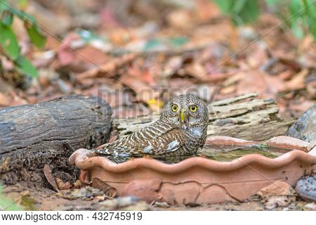 Close Up Beautiful Bird  Asian Barred Owlet (glaucidium Cuculoides) Is A Species Of True Owl Drinkin