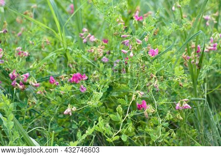 Two Flowered Everlasting Pea In Bloom Close-up Landscape View