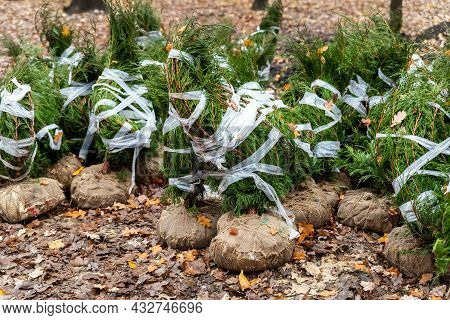 Row Of Many Thuja Or Cedar Wrapped Tree Aaplings Delivering From Plant Nursery And Seedlings For Gar