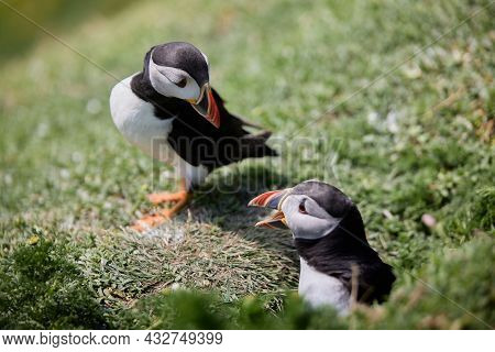 Puffin Standing On A Rock Cliff . Fratercula Arctica