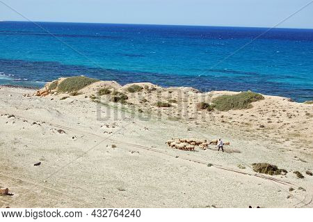 A Shepherd With A Small Flock Of Sheep Walking Along The Coastline At Khoms On The Coast Of Libya.