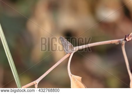 Close-up Of A Small White-winged Butterfly Sitting On A Branch In The Garden