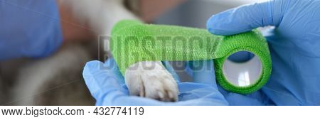 Veterinarian Is Bandaging Dog Sore Paw Closeup